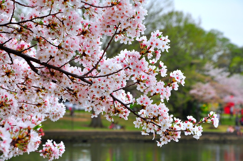 Best place to see cherry blossoms in DC