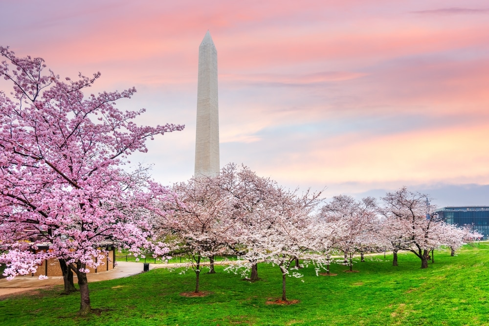 Best place to see cherry blossoms in DC