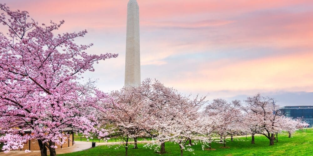 Best place to see cherry blossoms in DC